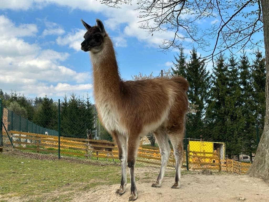Agroturystyka Alpaka Konradow Lägenhet Konradow  Exteriör bild