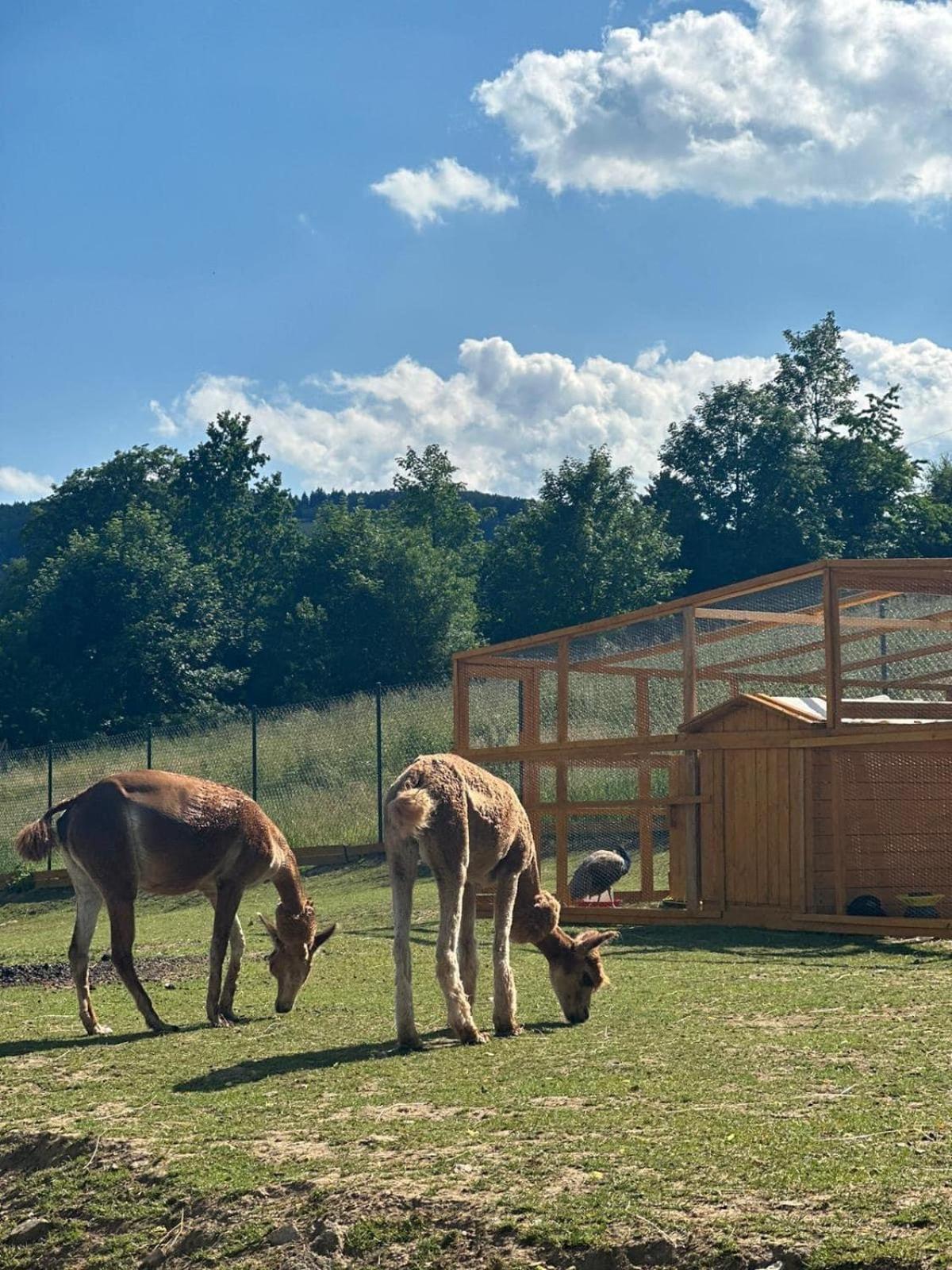 Agroturystyka Alpaka Konradow Lägenhet Konradow  Exteriör bild