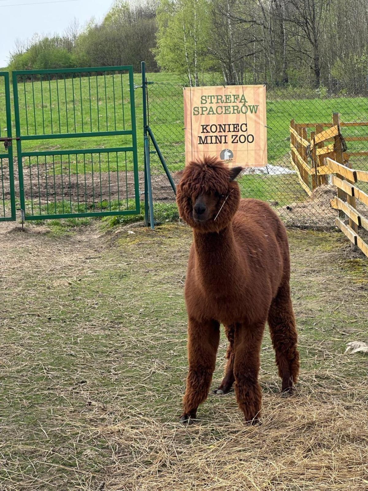 Agroturystyka Alpaka Konradow Lägenhet Konradow  Exteriör bild